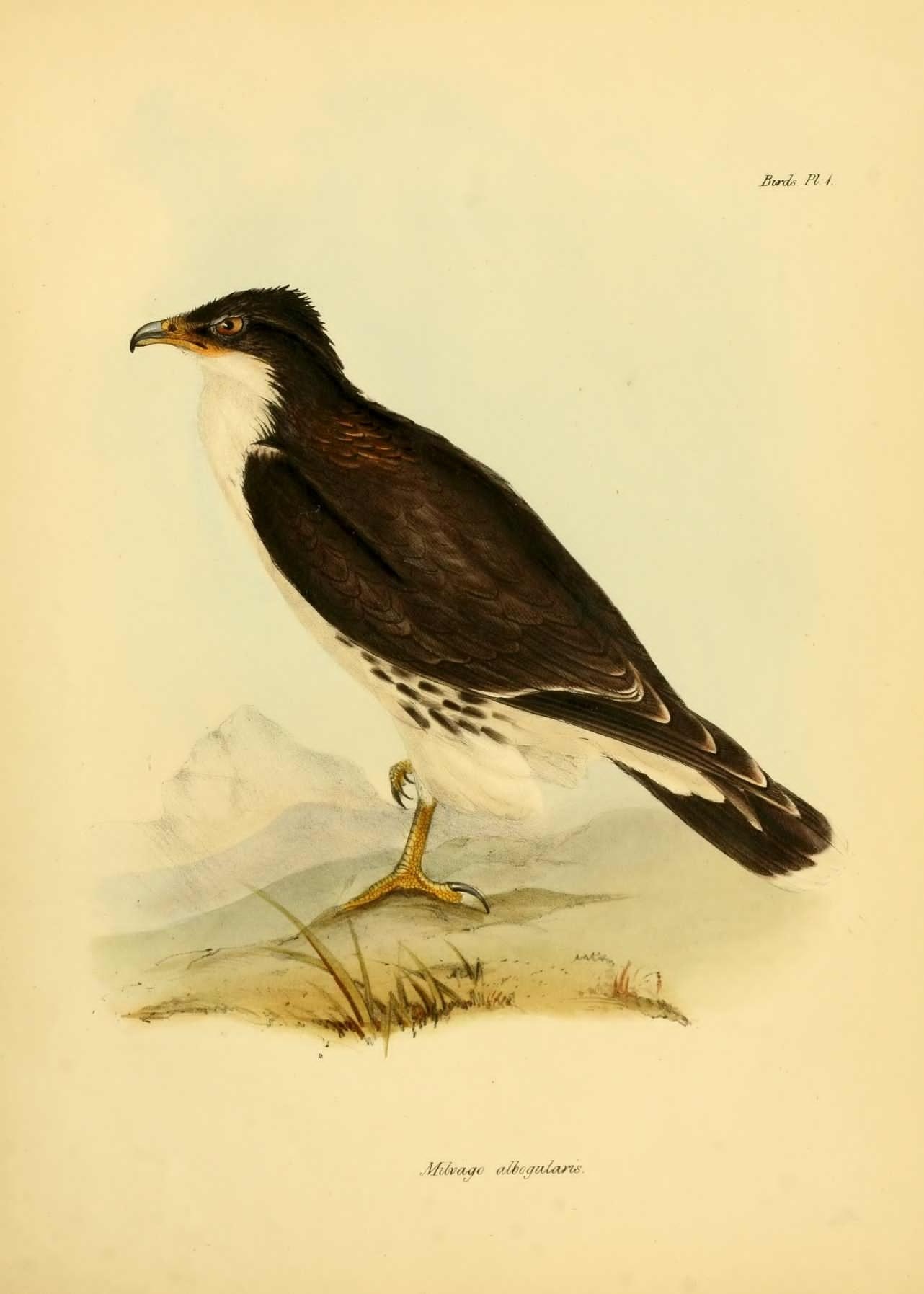bird